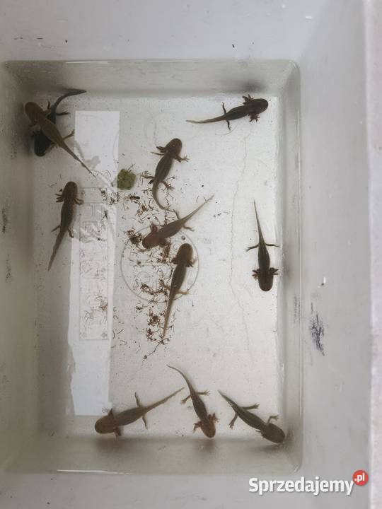 Asolotii Meksykański możliwość dostawy dopłata Poznań