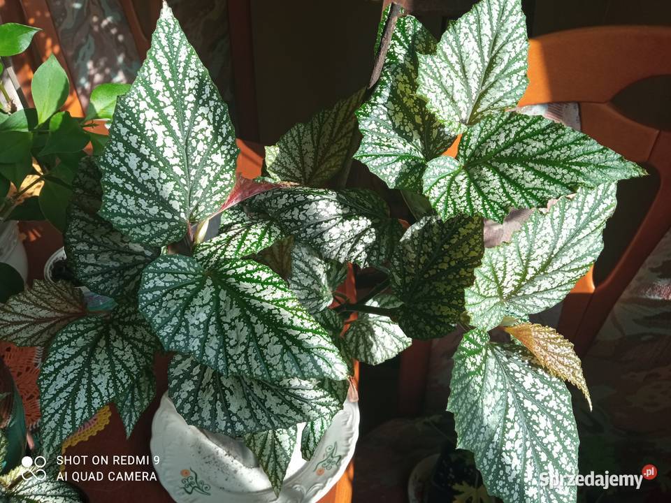 Argenteo guttata Rośliny podlaskie Białystok