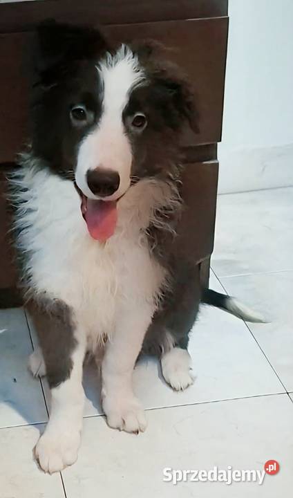 Piękny piesek border collie Łódź