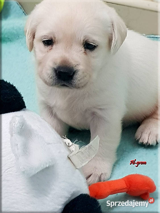 Biszkoptoweżółte szczenięta rasy Labrador Chynów