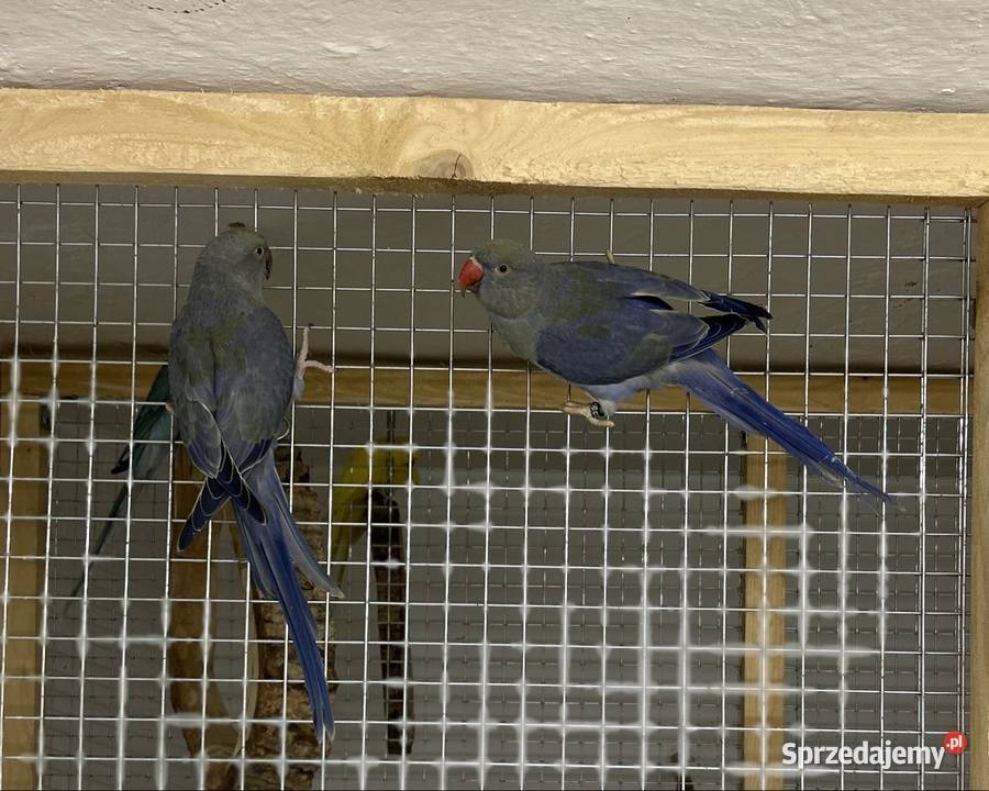 Aleksandretty Obrożne z DNA Luborzyca