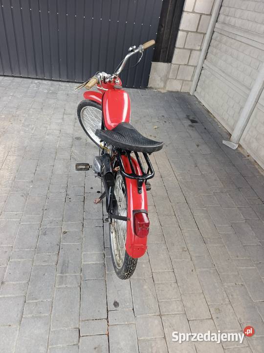 Komar sztywniak Parczew