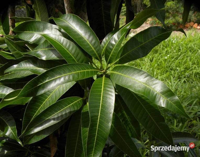 MANGO INDYJSKIE Mangifera indica NASIONA 100g Lubanie