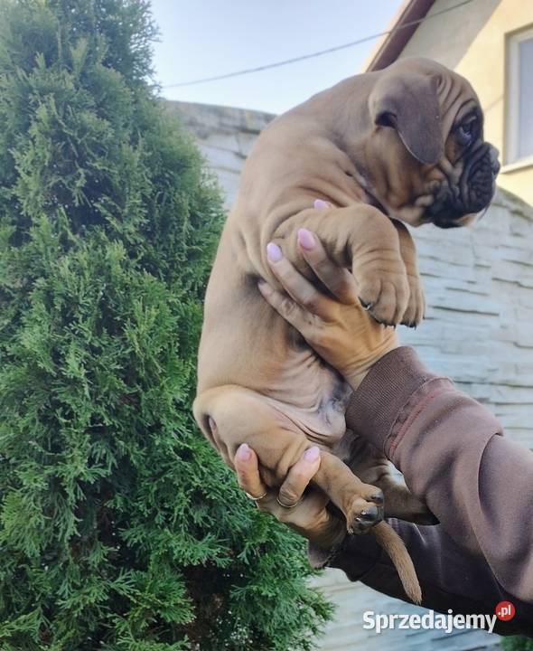 Bokser szczenię Wrocław