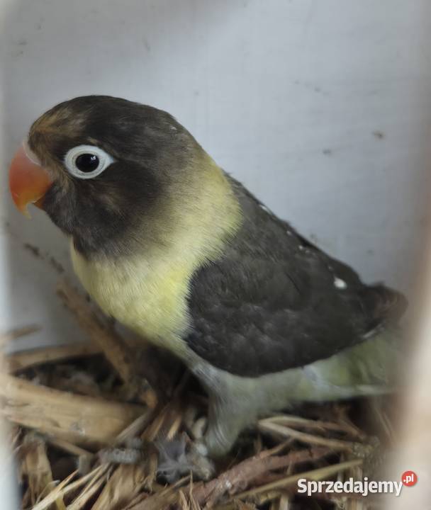 Nierozłączki Czarnogłowe Gdynia