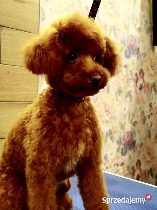 Pudel Toy piesek Odsprzedam Skarżysko-Kamienna