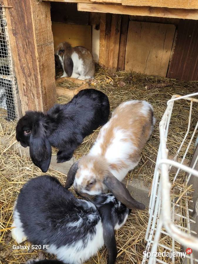 Barany francuskie 2 miesięczne Żłobizna