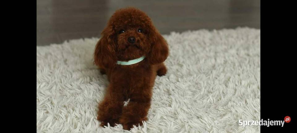 Maltipoo xxs pieski Lipsko sprzedam