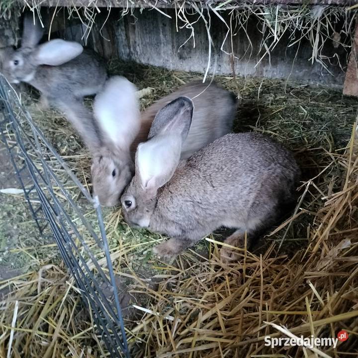 Samice Belg Olbrzym Pacanów