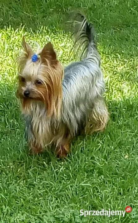 York maleńki piesek xxs Godów sprzedam