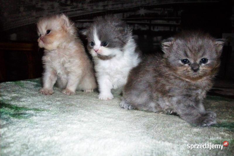 Pers Persy KotKotki Koty PERSKIE śląskie Sarnów