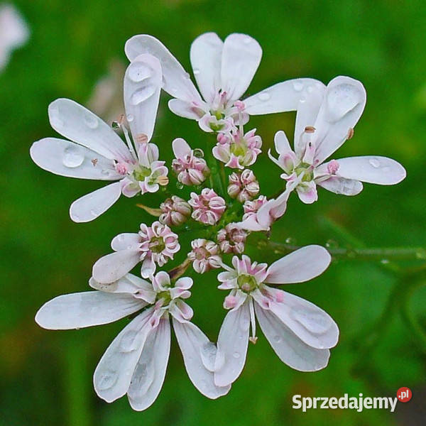 KOLENDRA SIEWNA Coriandrum sativum NASIONA 100g