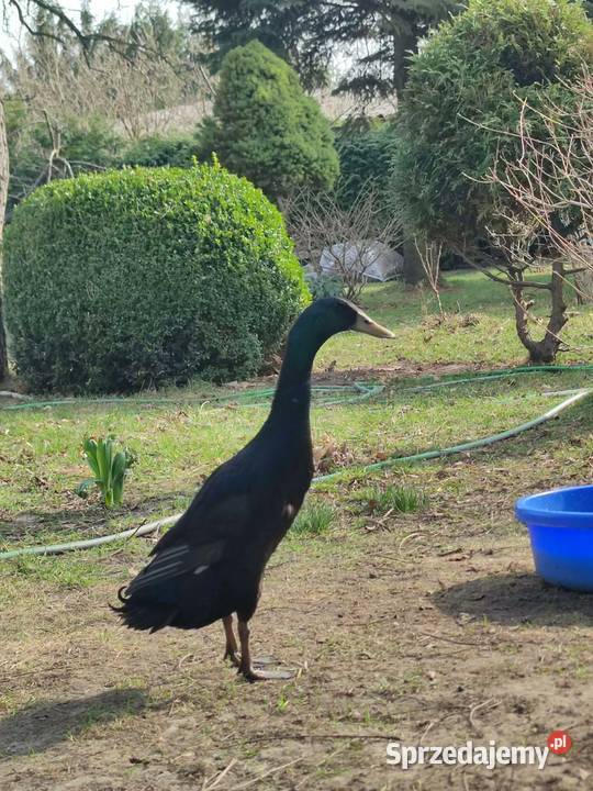 Jaja lęgowe kaczka biegus Soborzyce