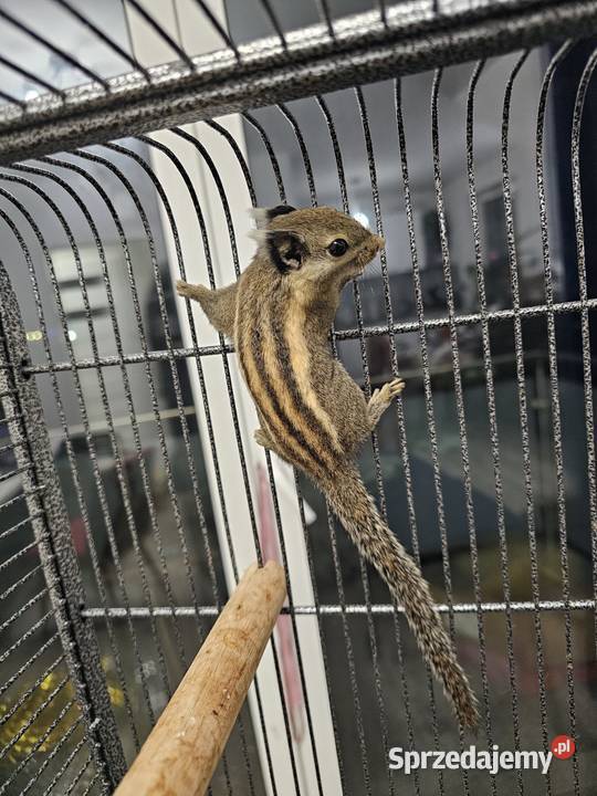 Wiewiórka Himalajska Rarytas dolnośląskie