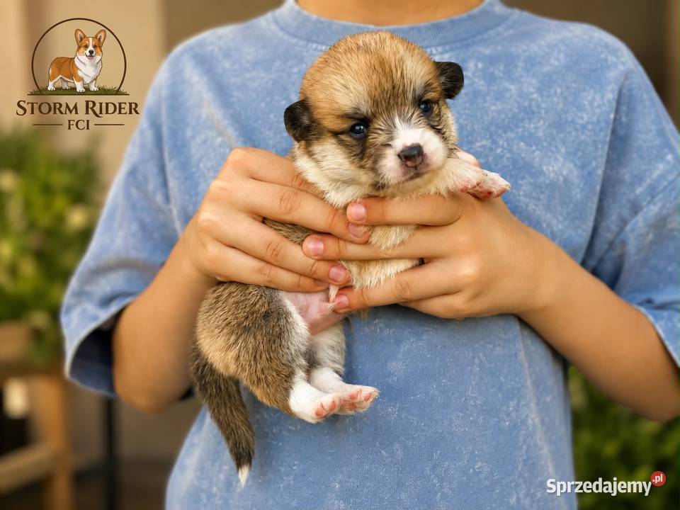 Szczenięta Welsh Corgi Pembroke FCI łódzkie Bełchatów