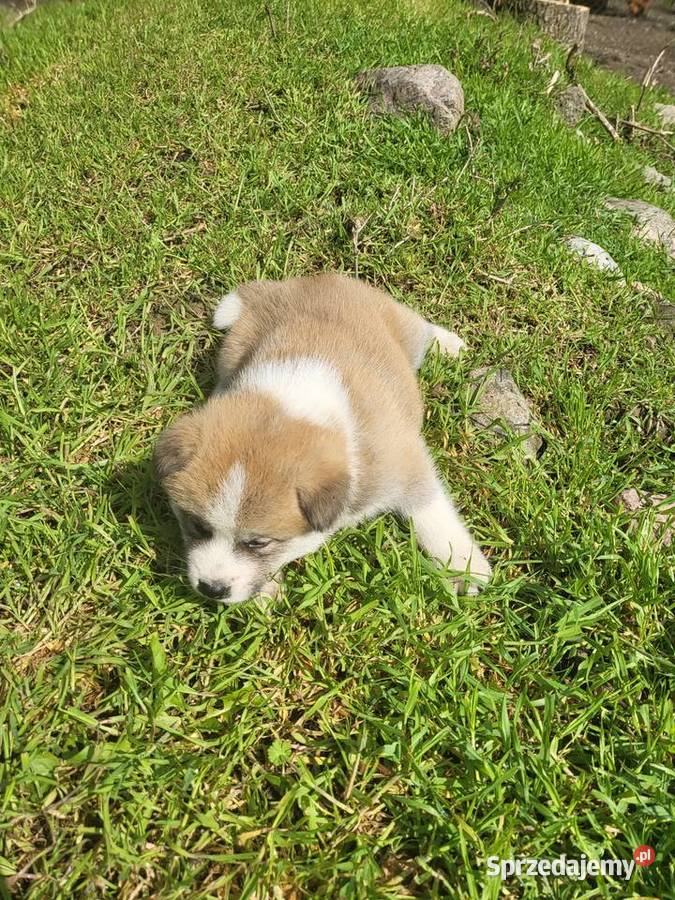 Akita Inu rodzicach FCI Buk