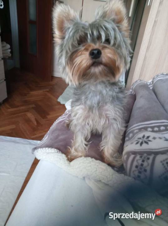 Oddam w ręce szczeniaki 2 suczki lubelskie Lublin sprzedam