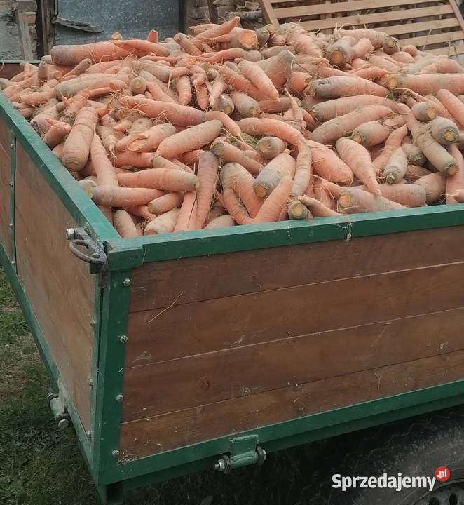Marchew pastewna Krasienin