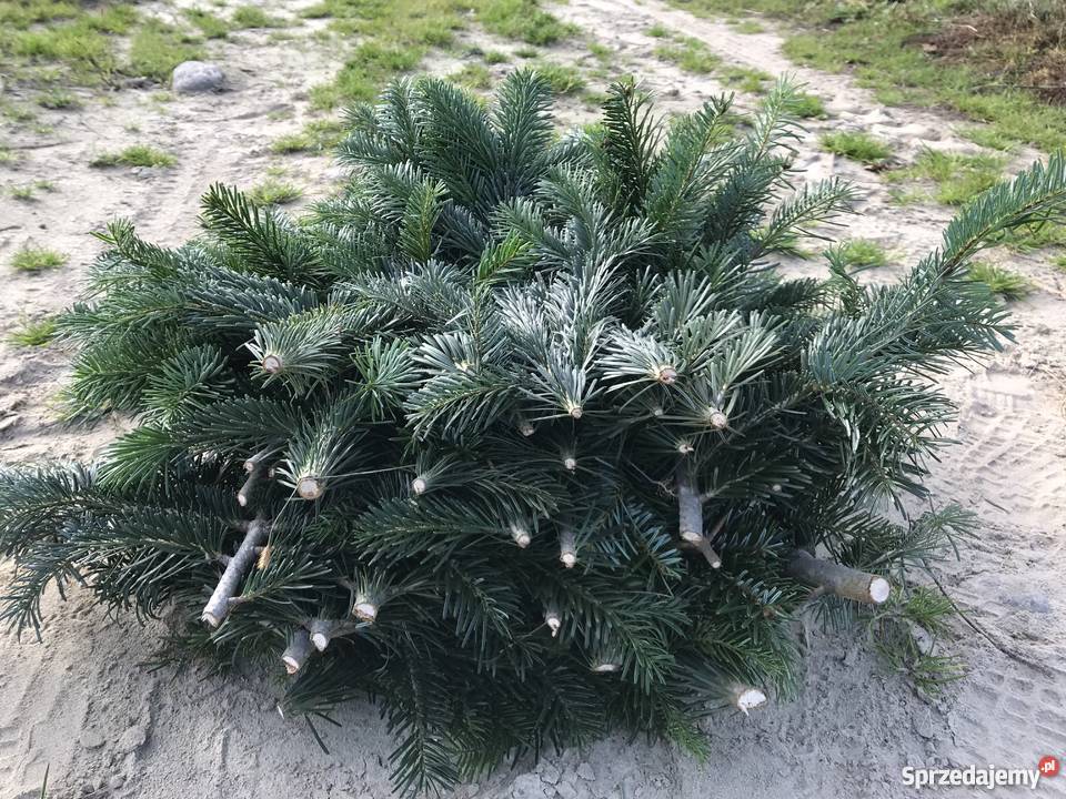 Stroisz jodłowy gałęzie jodły kaukaskiej Osieczna sprzedam