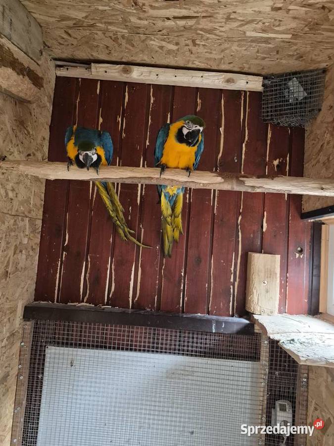 Para ary ararauny Przeworsk