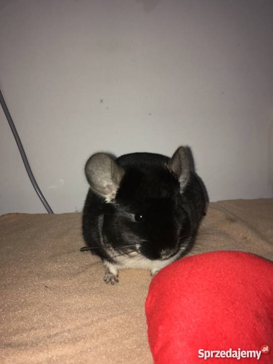 Sprzedam szynszyle czarna perła opolskie Opole