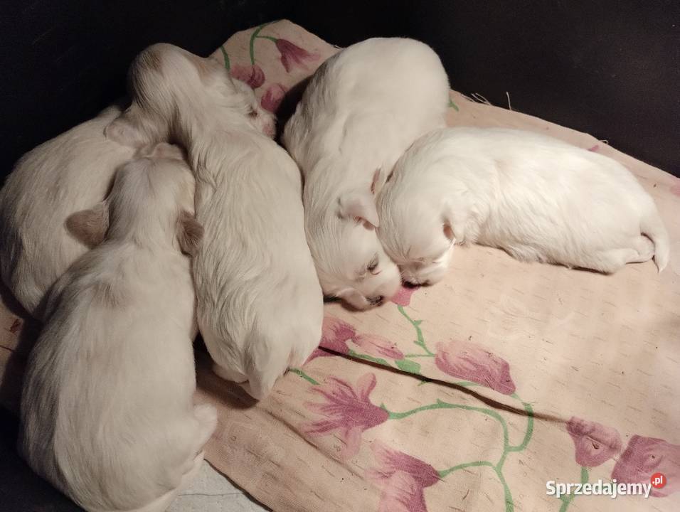 Maltańczyk Maltańczyki Żychlin sprzedam