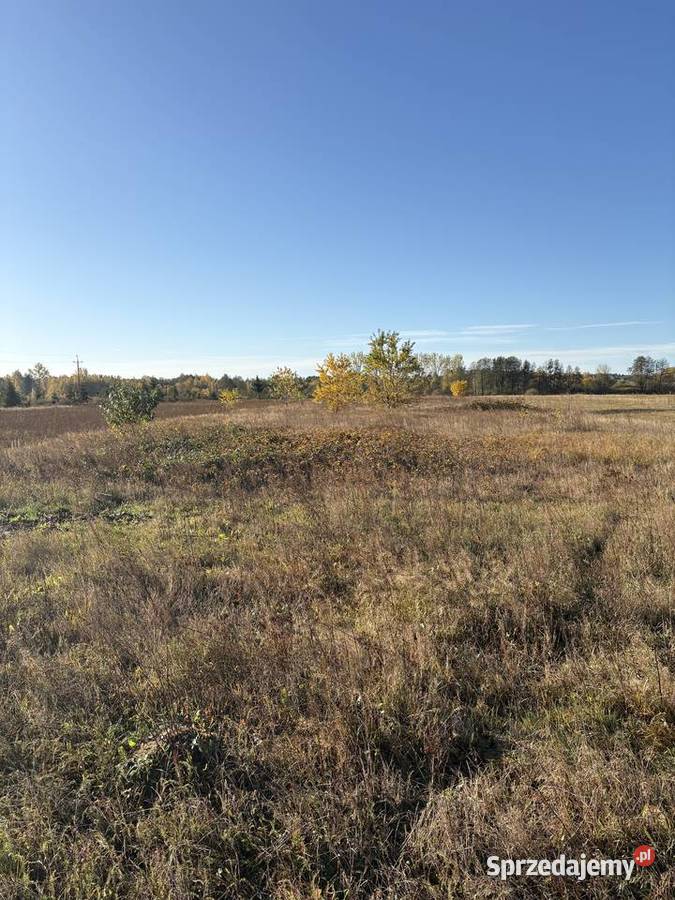 Syndyk sprzeda Sworzyce