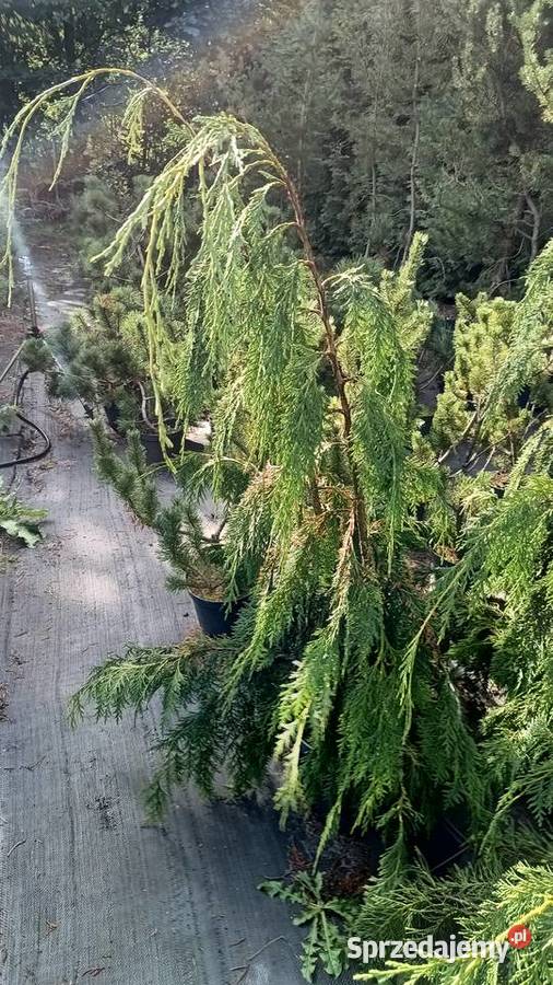 Cyprysik nutkajski Pendula 80100 wysokie pomorskie Strzepcz