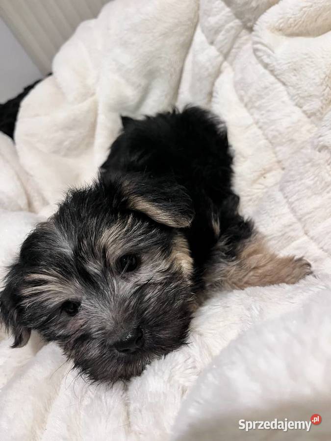 Sprzedam morki Jeziora Wielkie