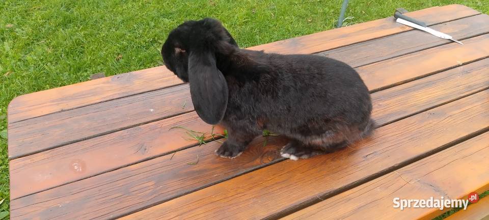 Sprzedam króliki hodowlane udomowione i na mięso Straszewo
