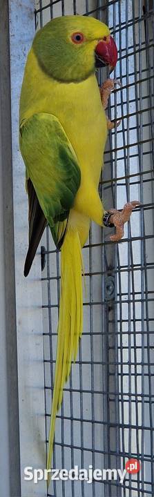 Aleksandretta obrożna łatwo się oswaja i można Ptaki Poznań