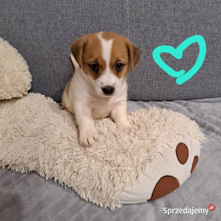 szczeniaczek gładkowłosy pomorskie Lubichowo