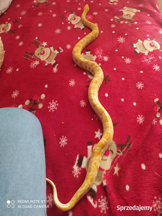 Pyton birmański Wejherowo