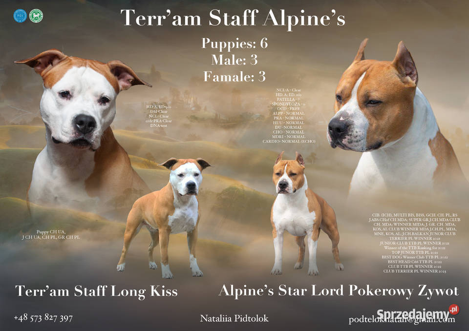 Amstaff szczeniaki sprzedam