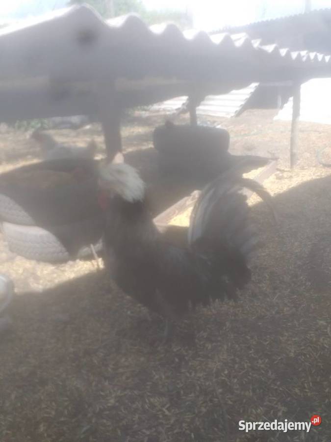 Koguty czubatki Ptaki Sosnowica