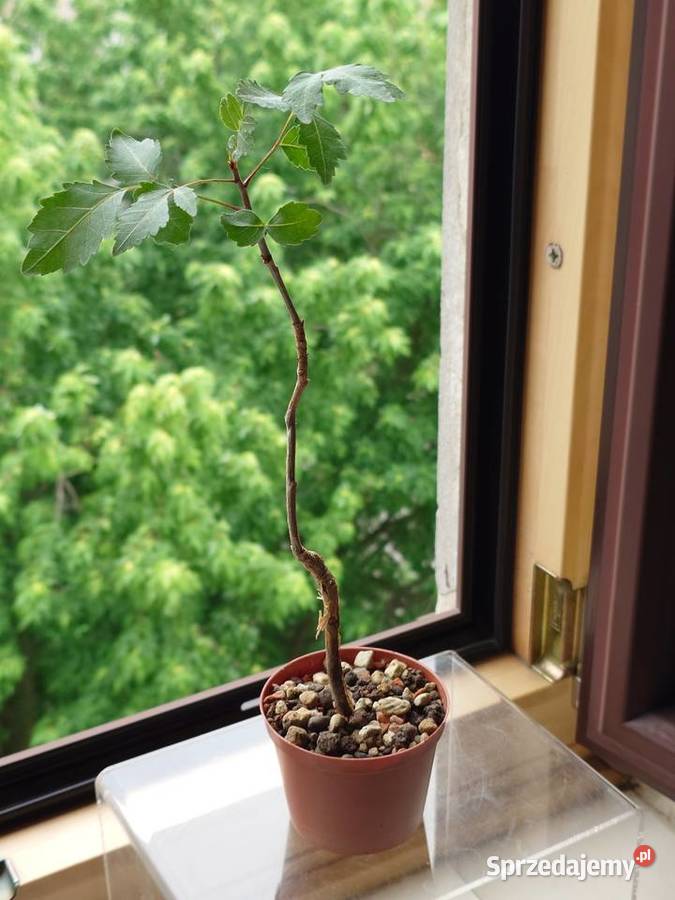 Bursera fagaroides kaudeks sukulent z kolekcji Kaktusy i sukulenty Warszawa