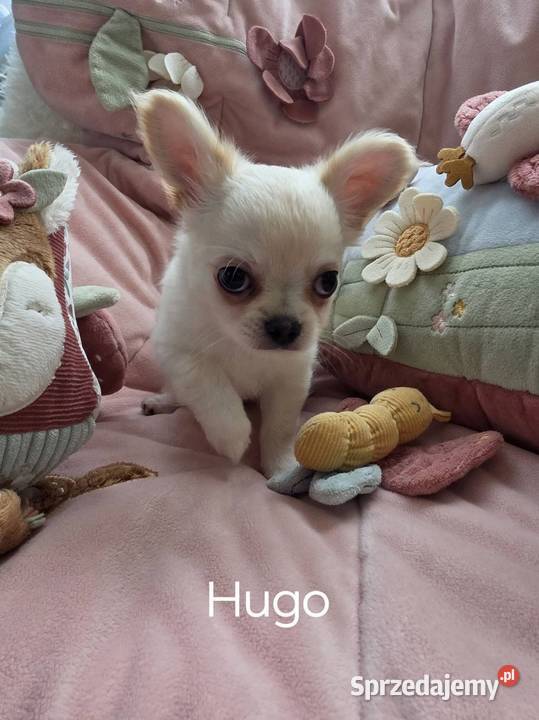 Chihuahua piesek ZKwP CH Łódź
