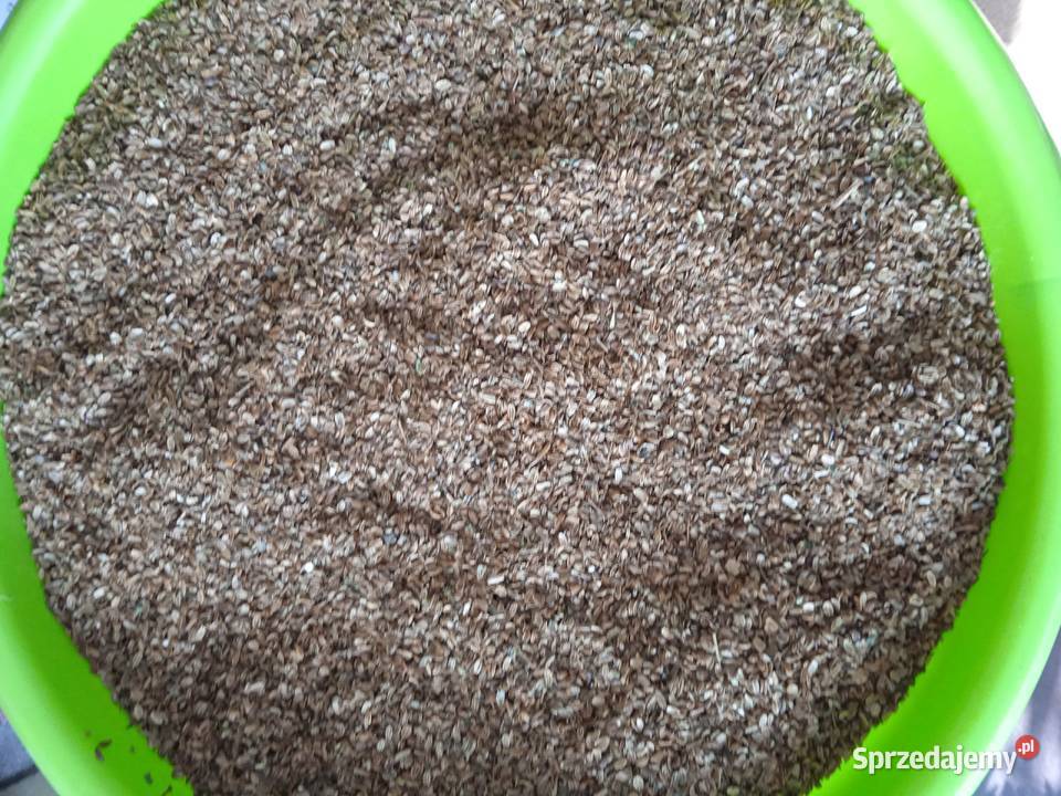 Nasiona lubczyk 2025 Pozostałe Krasnystaw