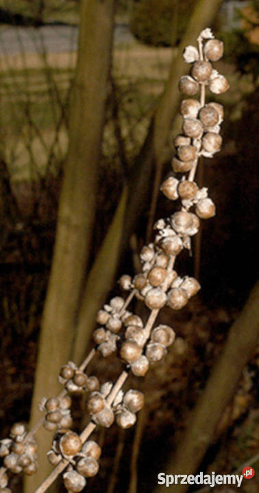 WITEKS Vitex negundo sadzonki w doniczkach Ustronie sprzedam