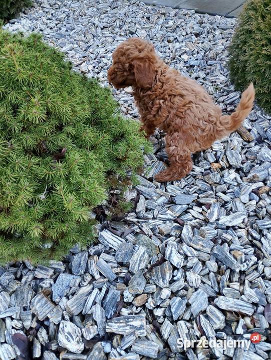 Cudowne Pudle Toy Red Boreczek