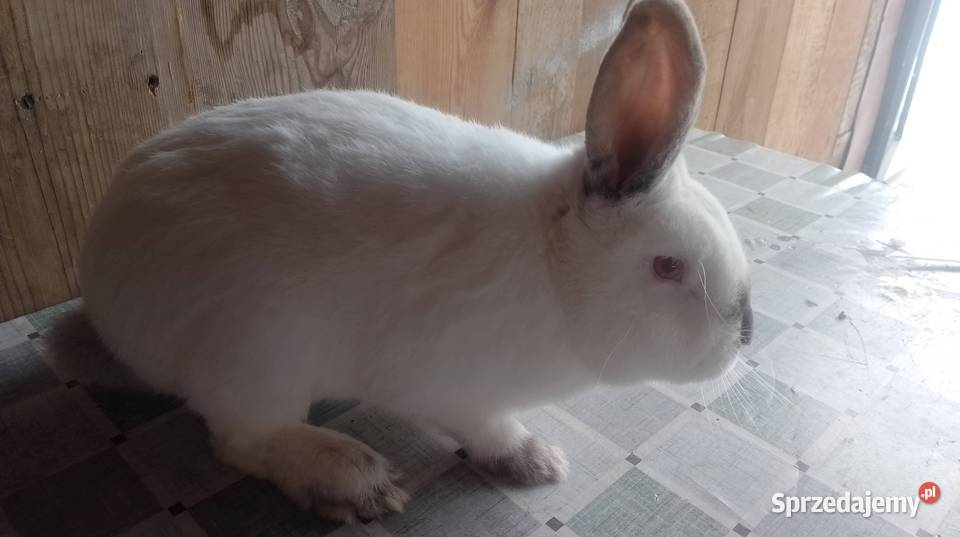 Samiec Kalifornia waga ok 37 sprzedam