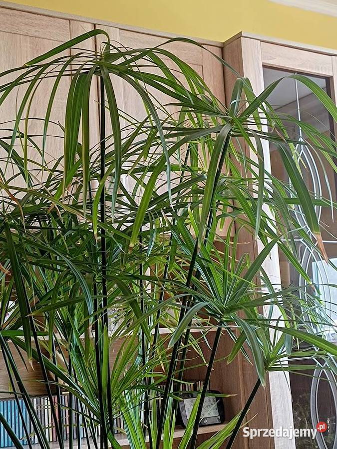 Kwiat doniczkowy Papirus Dzierżoniów sprzedam