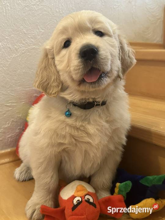 Golden Retriever biszkoptowy piesek Bueno Olsza