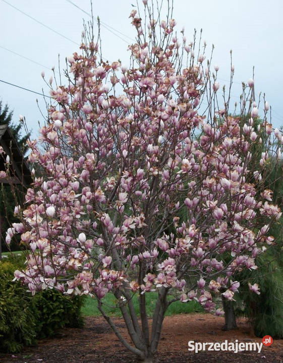 MAGNOLIA POŚREDNIA Magnolia soulangeana NASIONA