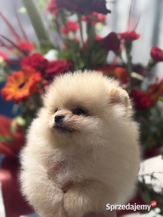 Szpic miniaturowy Pomeranian Gorzów Wielkopolski