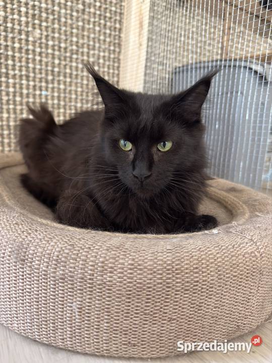 Kotka Maine coon Poznań