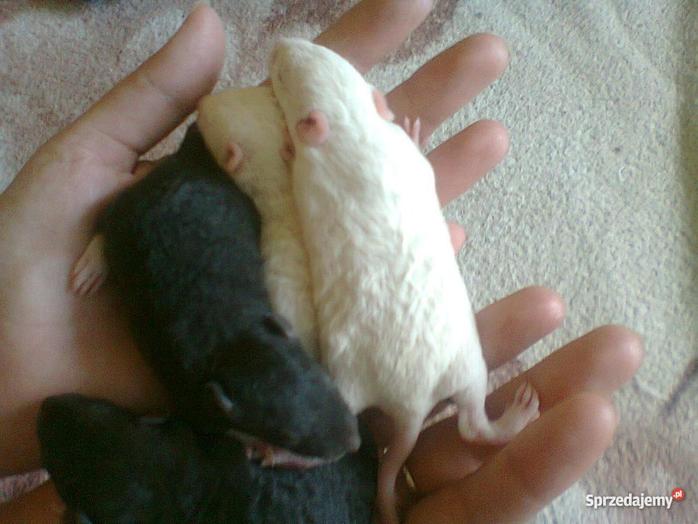 Wielkoszczurki Okazyjna Szczecin