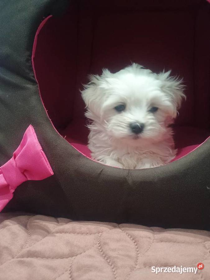 Maltańczyk Ropczyce