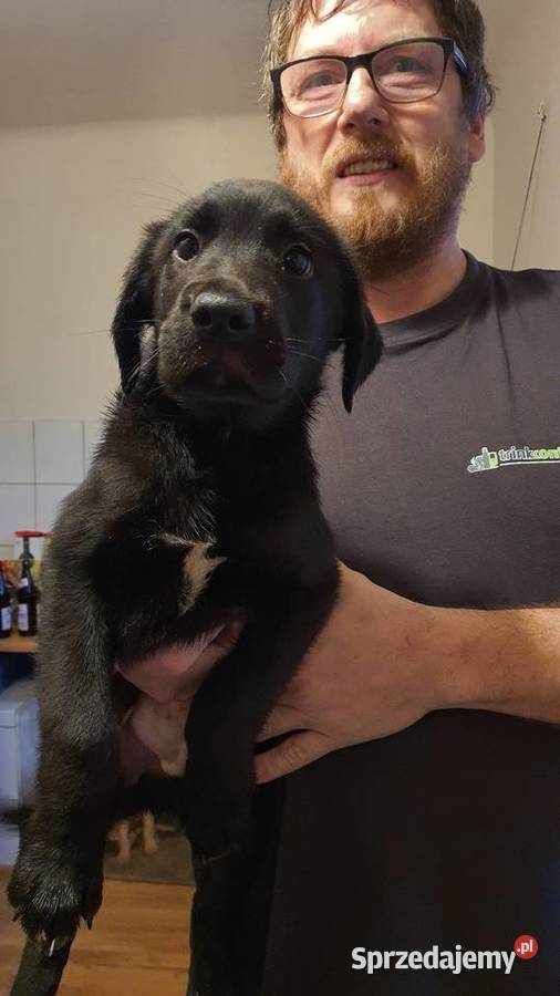 sprzedam szczeniaki labrador mix