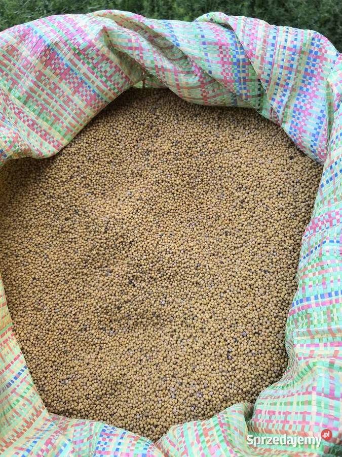 Sprzedam gorczycę tegoroczną